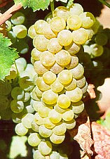 riesling renano